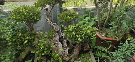 常被砍掉,挖走后将其扔掉,殊不知价值很高,价格常年居高不下插图3 常被砍掉,挖走后将其扔掉,殊不知价值很高,价格常年居高不下插图3